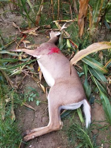 42308461_10217007370405969_7036931987508035584_n