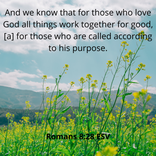 01EE997329341708B37970139B3932AE.romans828-esv