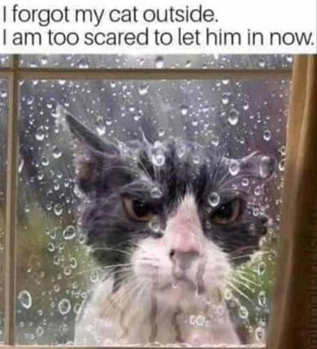 I forgot my cat