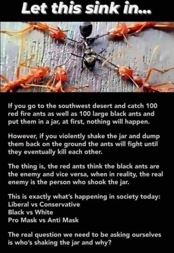 Red ants, Black ants - Who's shaking the jar