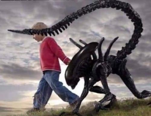 Area 51 - All I got was this stupid cat