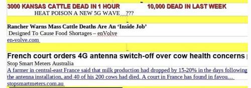 3000 Kansas cattle