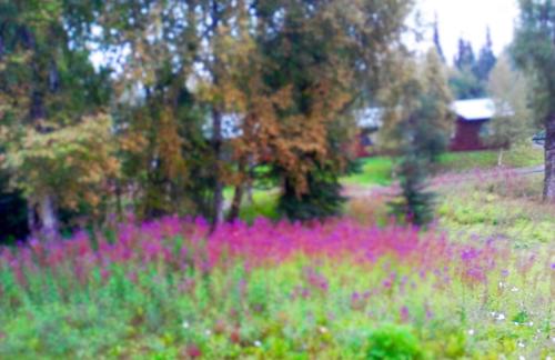 Fireweed