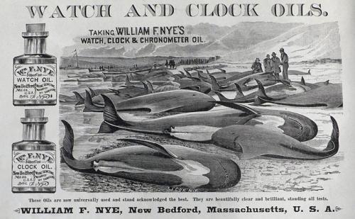 Whale oil