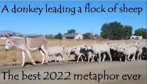 A donkey leading a flock of sheep