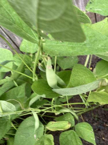 55A21256-471A-4351-9B3B-888C59B6D6E1