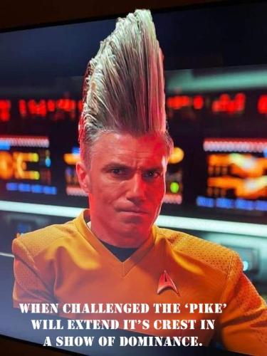the pike 1