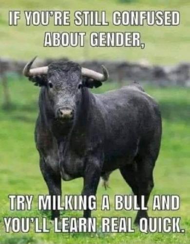 Trying miling a bull