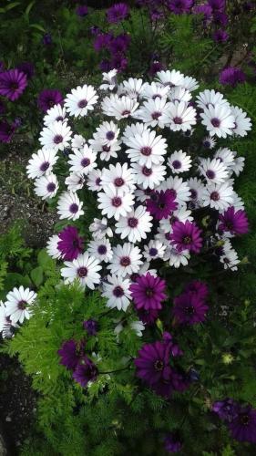 FB_IMG_1655161909790