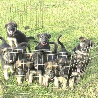 Those Puppies 2005
