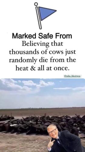 Cows