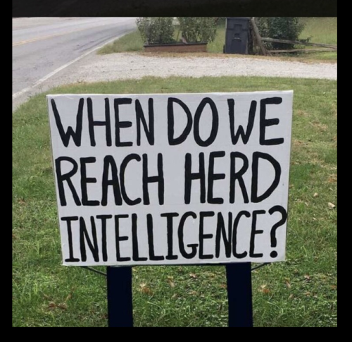 Herd Intelligence
