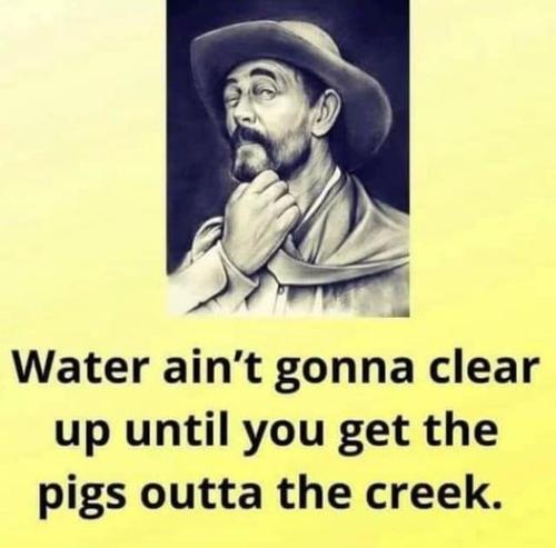 pigs