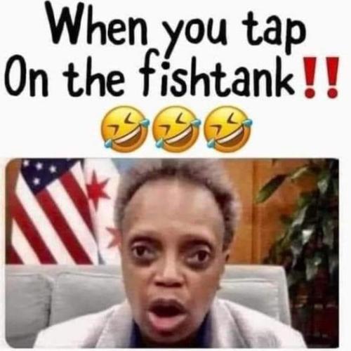 when you tap on the fish tank