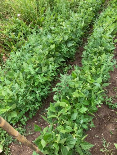 photo_2022-06-24_20-52-18 beans in flower