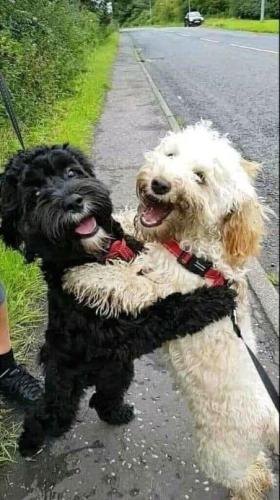 Happy dogs
