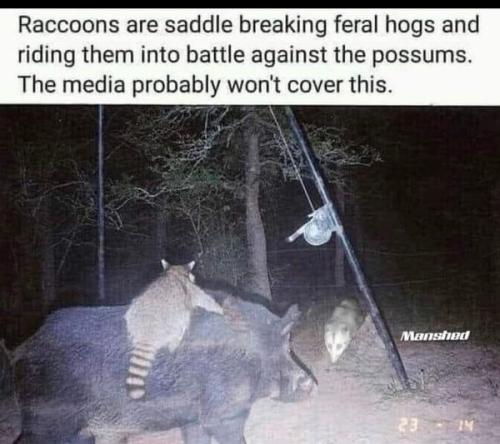 racoons