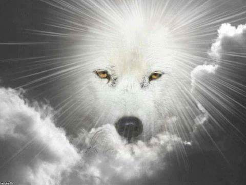 1919064_783462298430623_1695429589822474167_n[1]