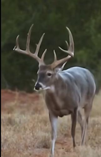 Screenshot_20220723-193239_TikTok