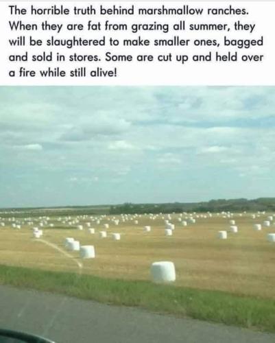 FB_IMG_1658335896925