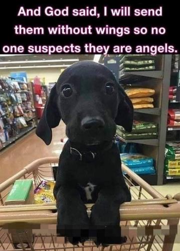 Angel Dogs