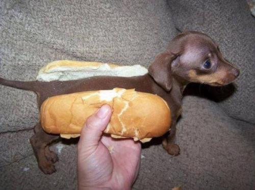 hot-dog-001