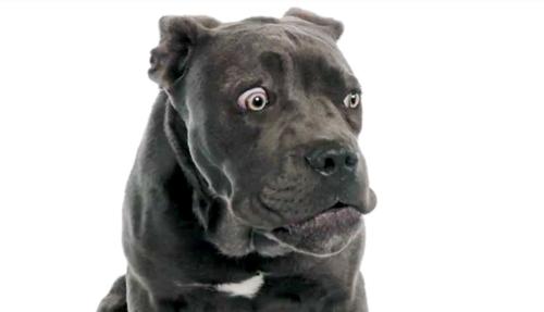 Worried Dog
