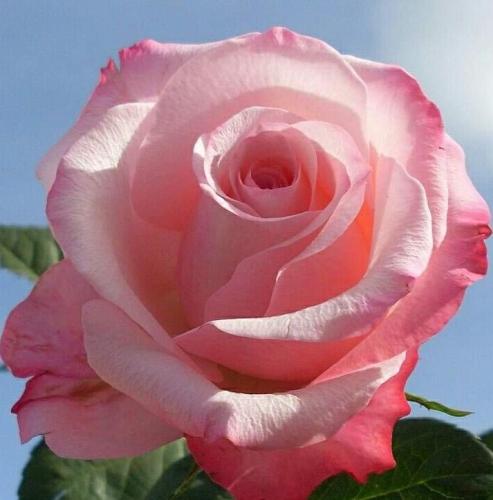 FB_IMG_1657120580100