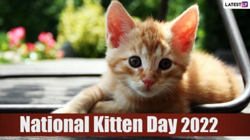 National Kitten Day 2022