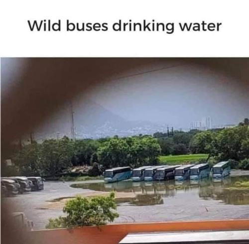 wildbuses