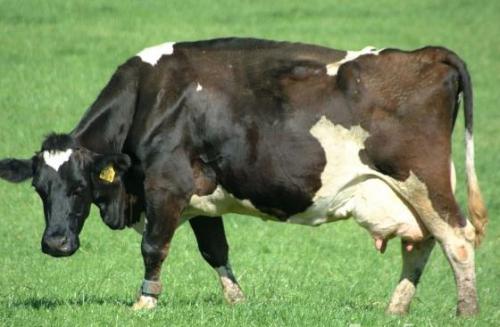 071322 - Scared Cow