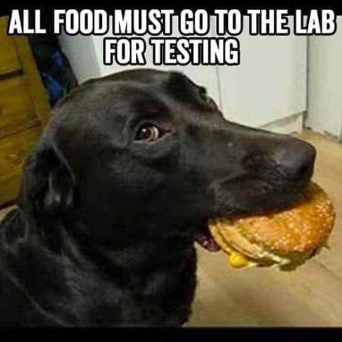 lab