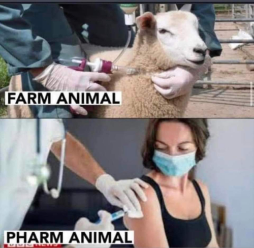 Pharm Animal