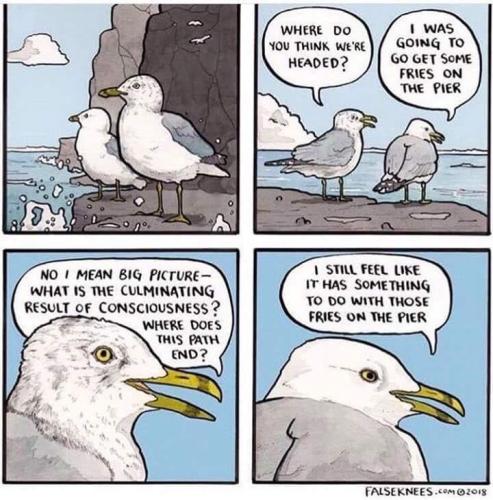 seagulls
