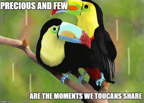 toucans