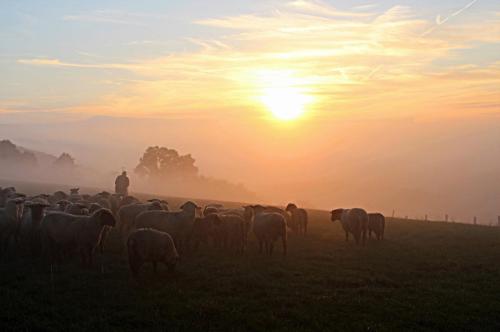 sheep