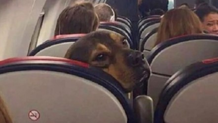 dog-on-airplane-001