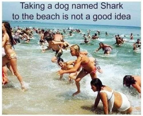 Shark