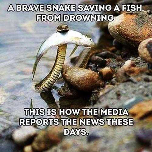 M saved fish