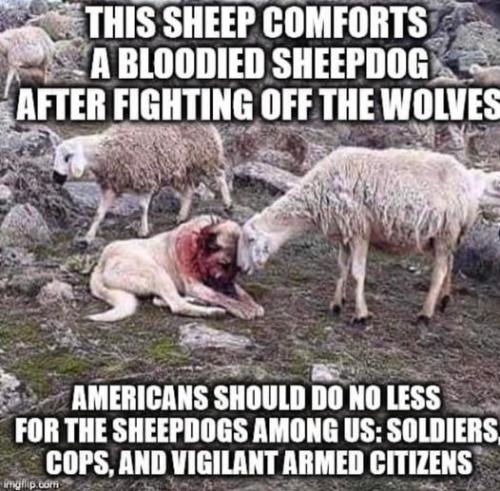 this sheep comforts a bloodied sheepdog