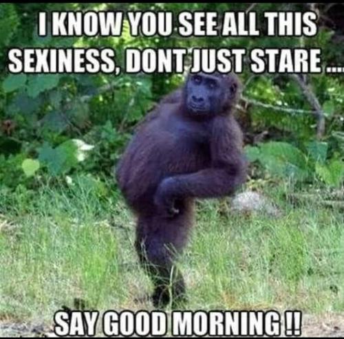 good morning 27 - chimp