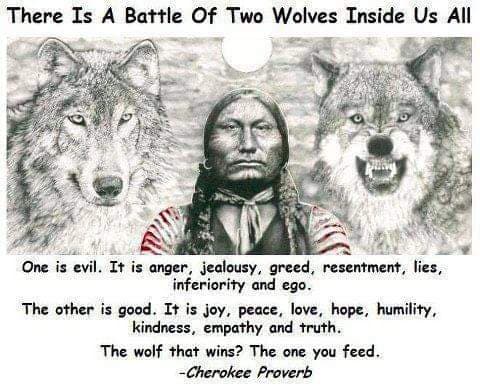 Wolves - Battle of two wolves