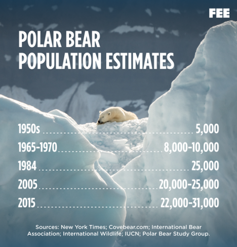 polarbear