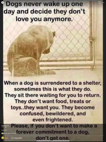 dogs
