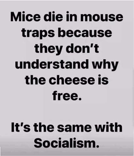 mice die in mouse traps