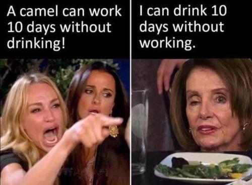 a camel can work 10 days