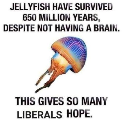 jellyfish have