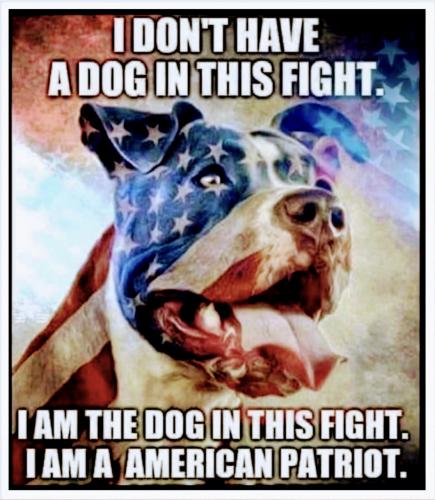 USA dog fight