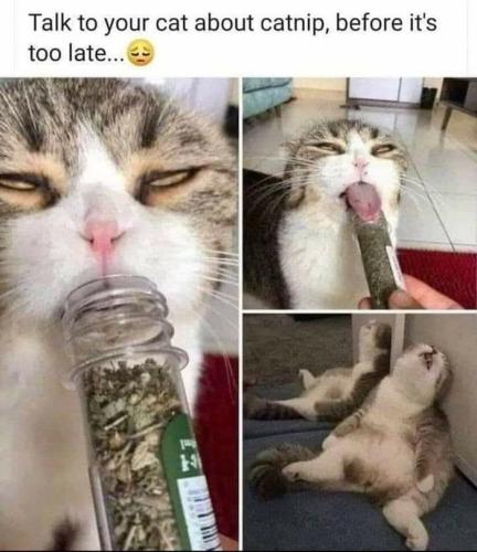 cat-nip-addict