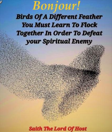 081122 - Bird of different feathers